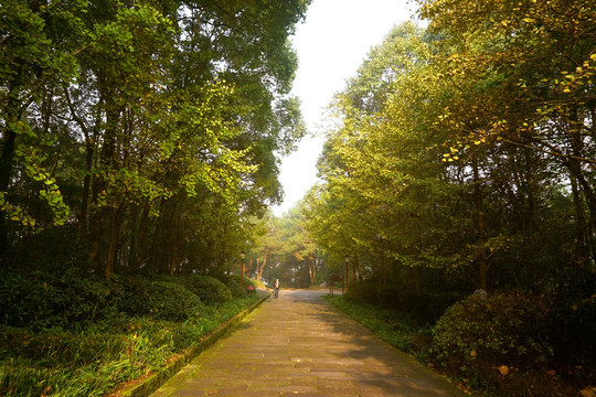 清晨 林荫道 石板路