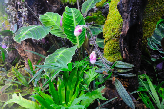 东南亚植物