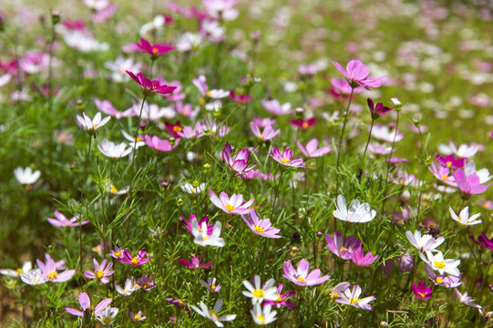 格桑花