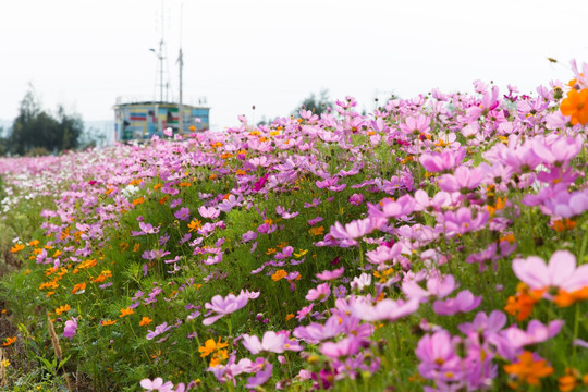 格桑花