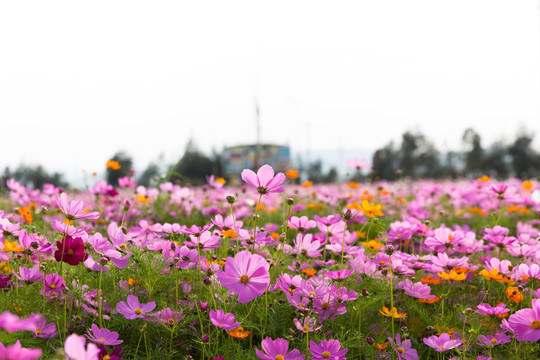 格桑花