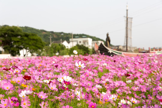 格桑花