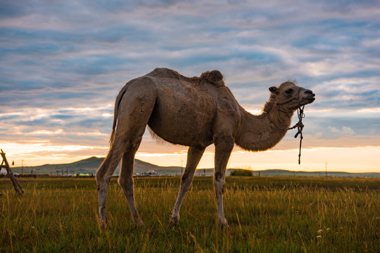 霞光下的草原骆驼
