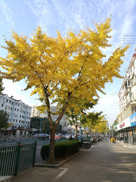 街道上的银杏树