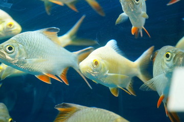 雙線鯽魚