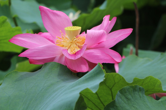 湖水 荷花 