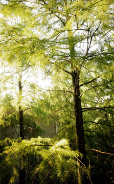 水杉 夏天 摄影 森林 植被