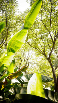 芭蕉 树叶 绿叶 摄影