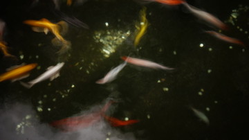 金鱼 观赏鱼 高清 摄影