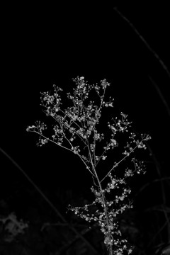 黑白野花