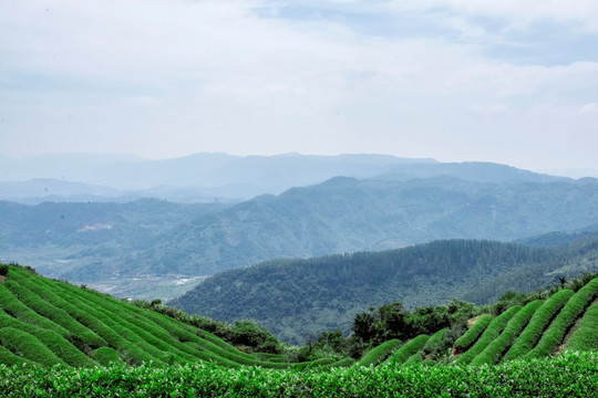 连江县长龙茶山