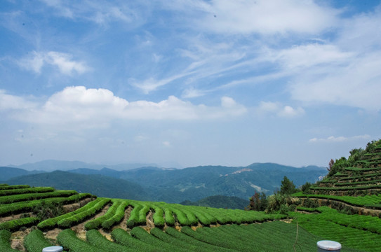 连江县长龙茶山