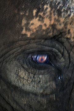 大象眼
