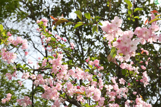 海棠花15