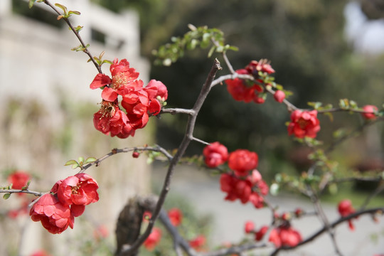 海棠花19