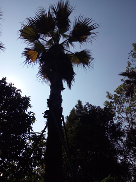 棕榈树天空
