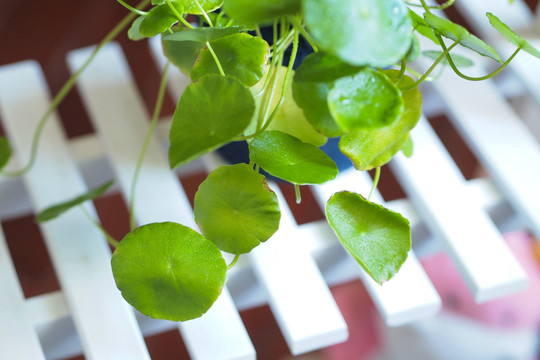 铜钱草 植物 叶子