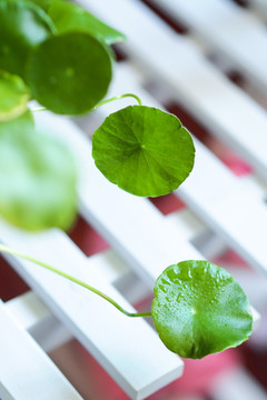 铜钱草 植物 静物 绿色