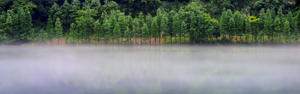 江雾水杉