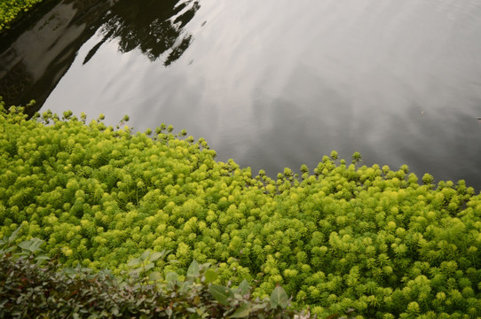 菊花 水边 江南水乡