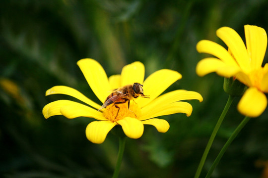 小黄花