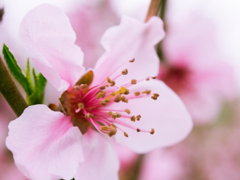 桃花特写