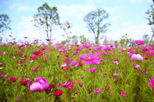 格桑花