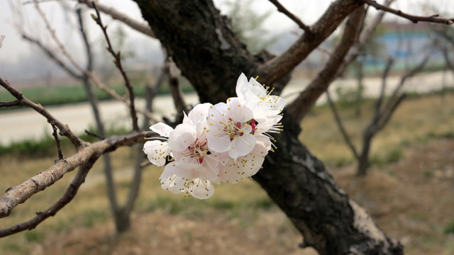 杏花 白色花