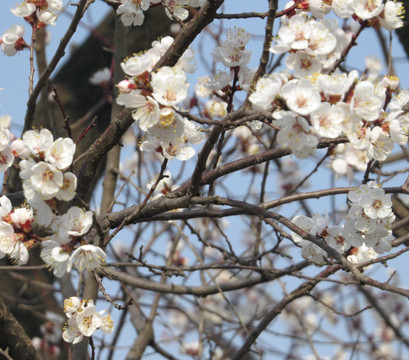 白色花 果树