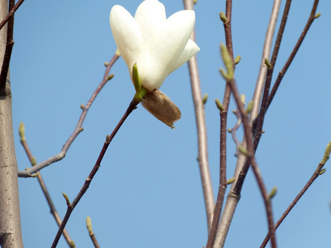 白玉兰花