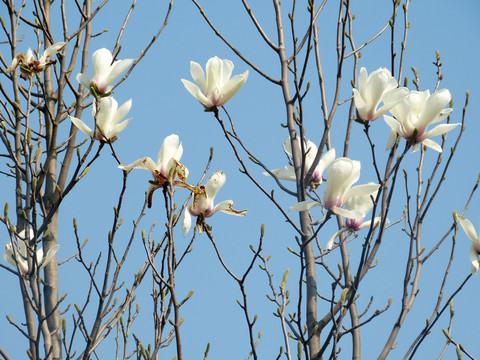 玉兰花 景观树