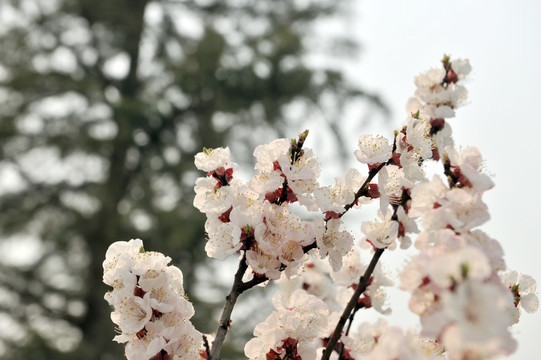 果树开花 白色果树花