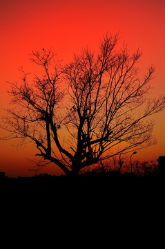 夕阳枯树