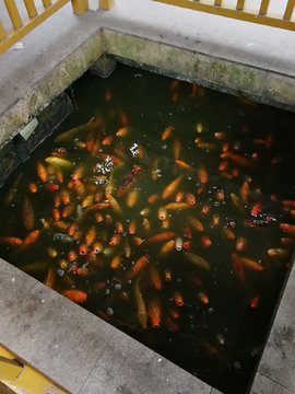 魚池里的鯉魚