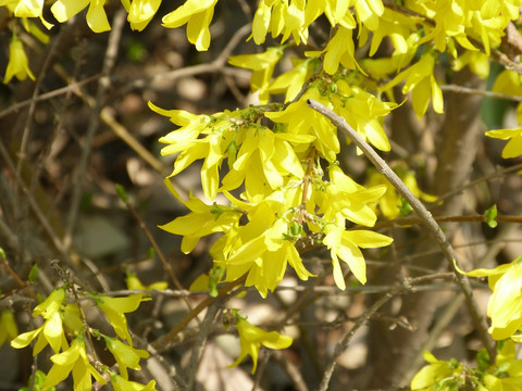 迎春花 黄色花