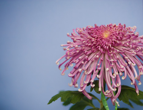 菊花 秋菊 菊花展 菊花特写