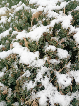 树上的雪