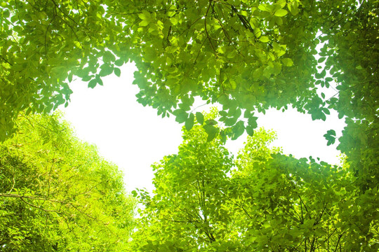 绿树天空 绿叶