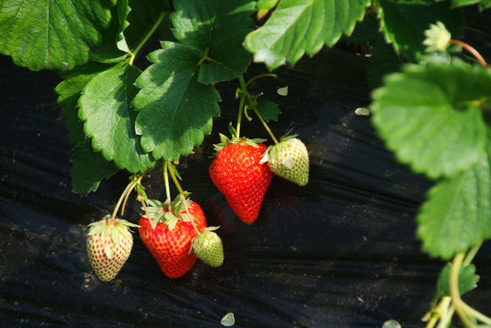 大棚草莓
