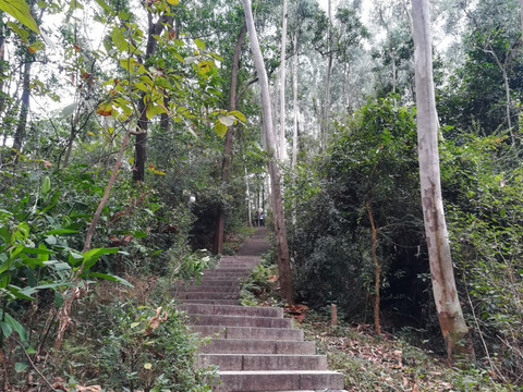 登山道