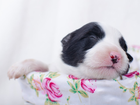 边境牧羊犬幼犬