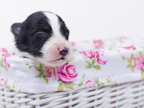 邊境牧羊犬幼犬