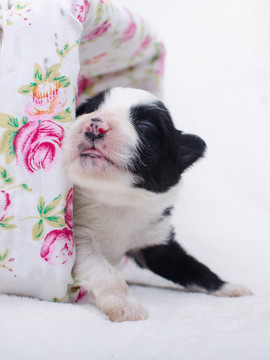 边境牧羊犬幼犬