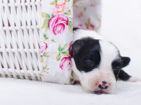 边境牧羊犬幼犬