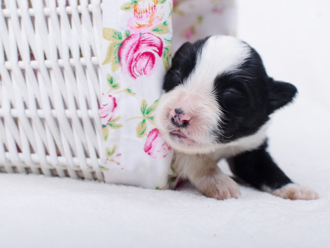 边境牧羊犬幼犬