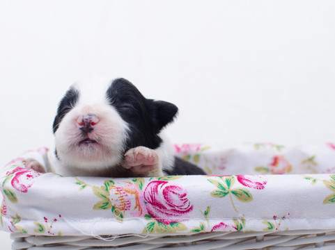 边境牧羊犬幼犬