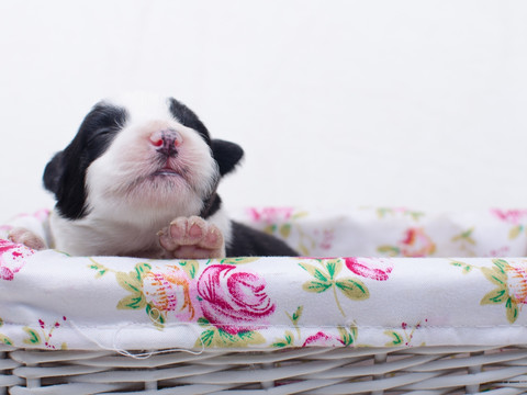 边境牧羊犬幼犬