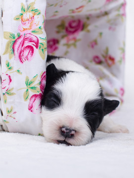 边境牧羊犬幼犬