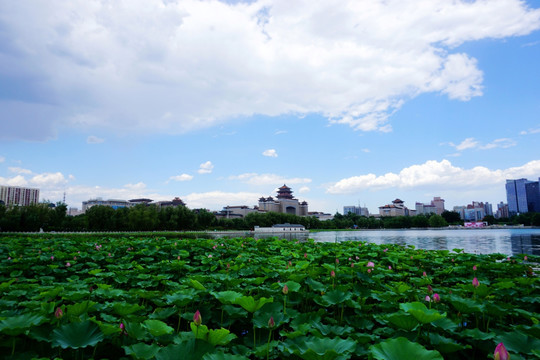 莲花池SC01066