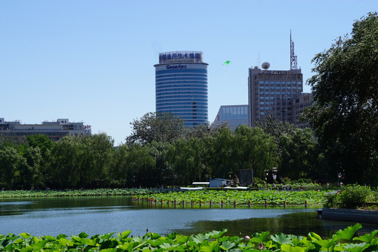 莲花池